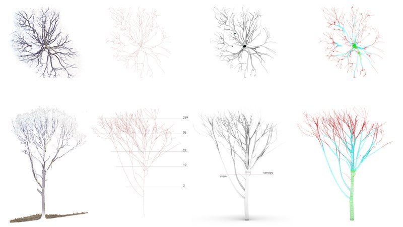 One Oak Tree - 3